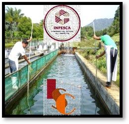 Atasta espera cosecha de 120 toneladas de mojarras en abril.